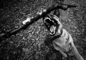 Dog Bite Lawyer Gainesville, GA